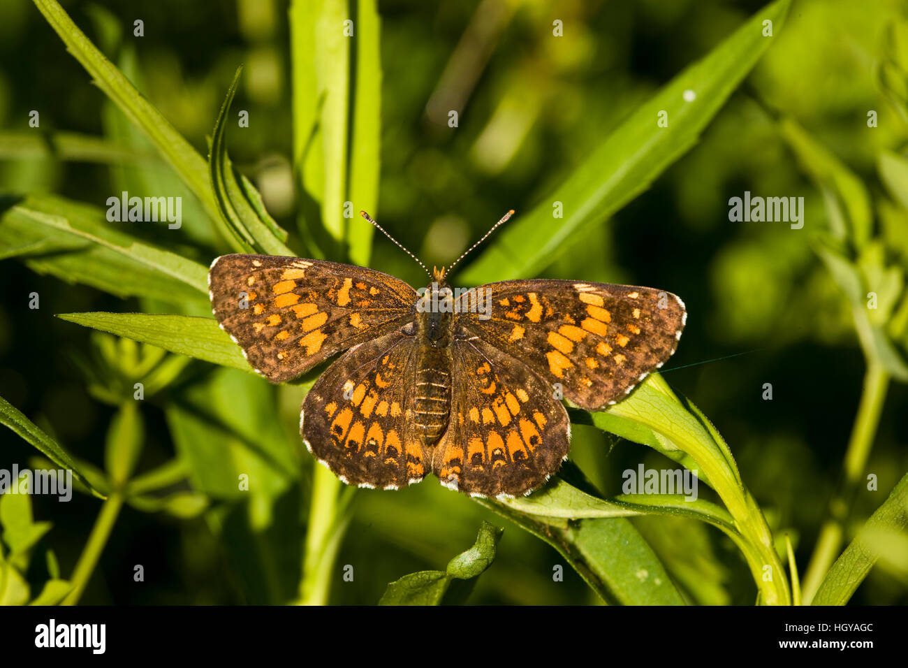 A silvery checkerspot butterfly, Chlosyne nycteis, in Sabins Pasture, Montpelier, Vermont. Stock Photo