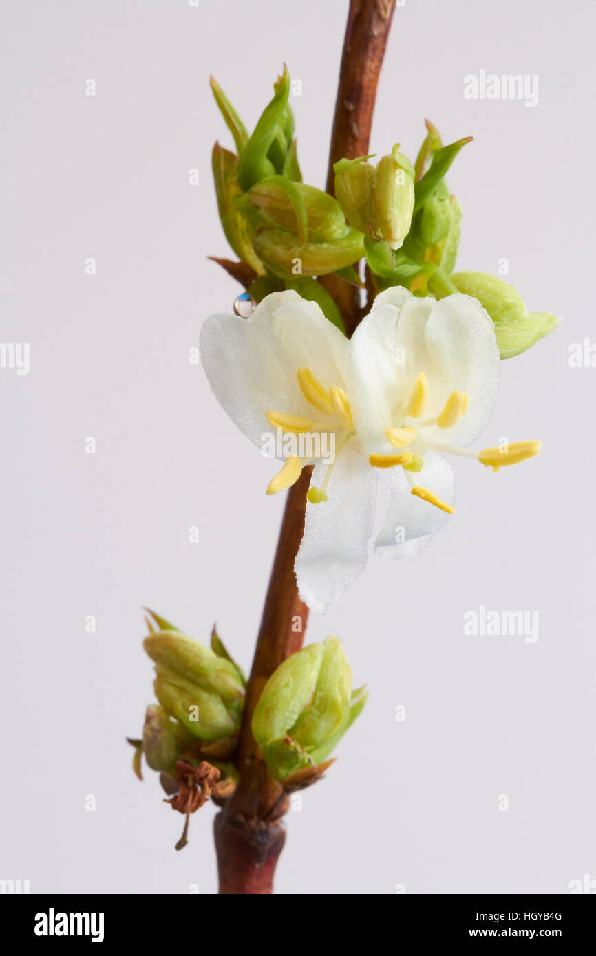 Winter flowering Honeysuckle,Lonicera fragrantissima,with a light background Stock Photo