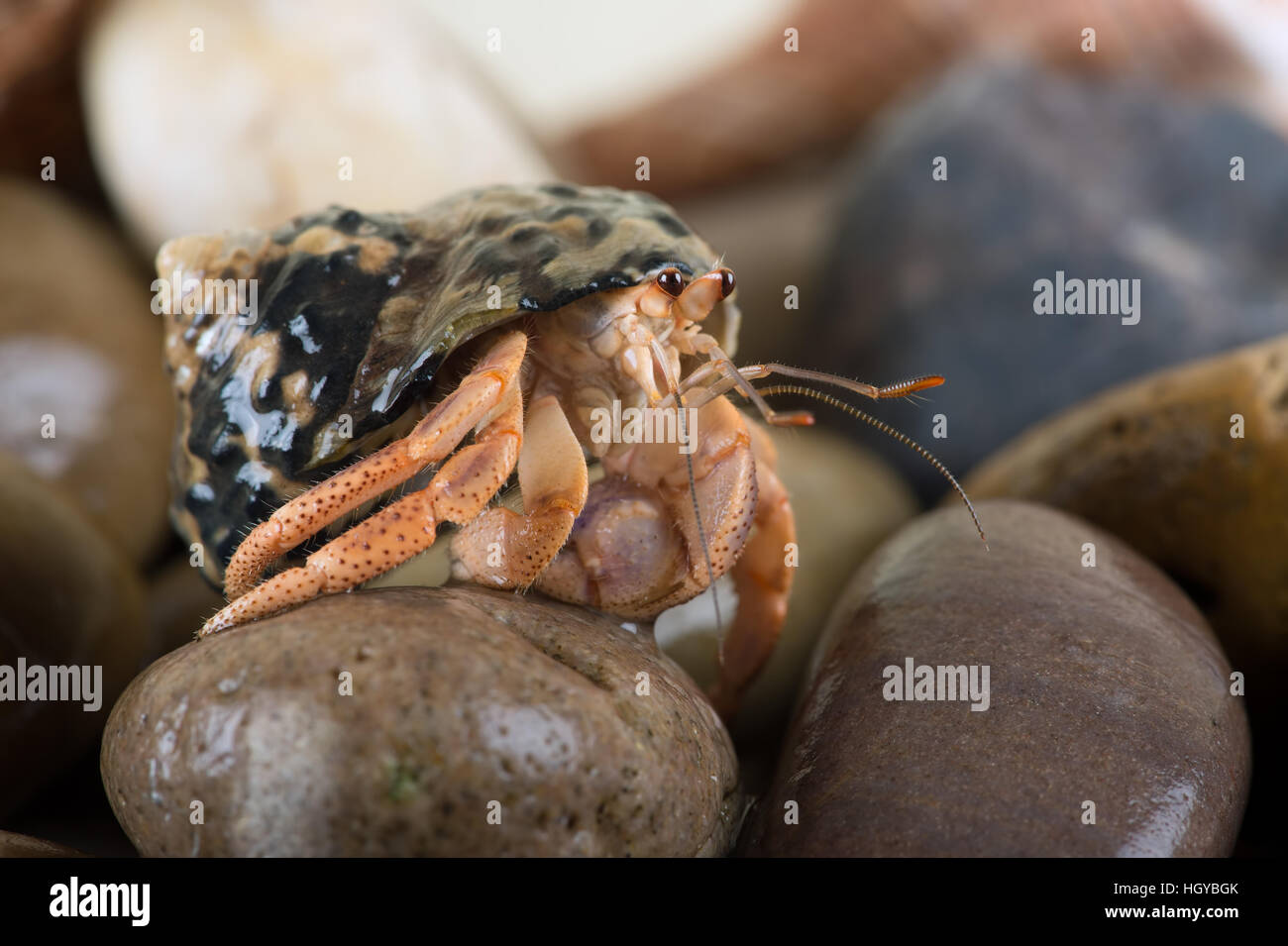 Caribbean Hermit Crab (Coenobita clypeatus) Stock Photo