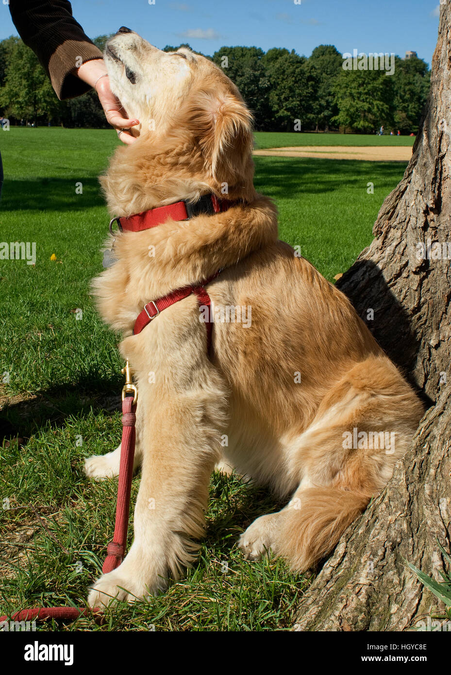a golden retriever in Central park being pet by it's owner Stock Photo