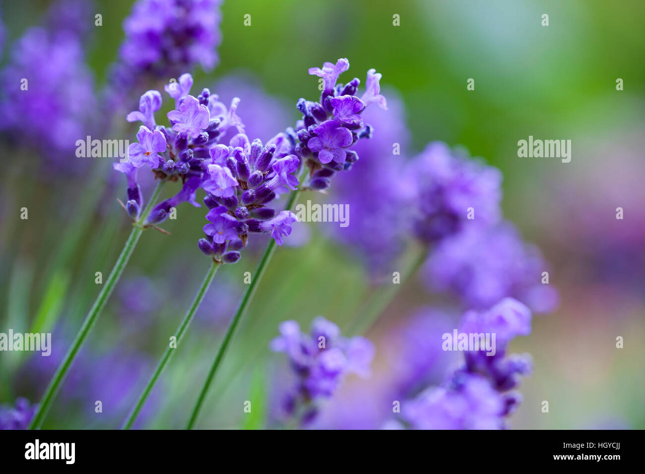 Close up of lavender stems growing in a garden pot with out of focus background Stock Photo