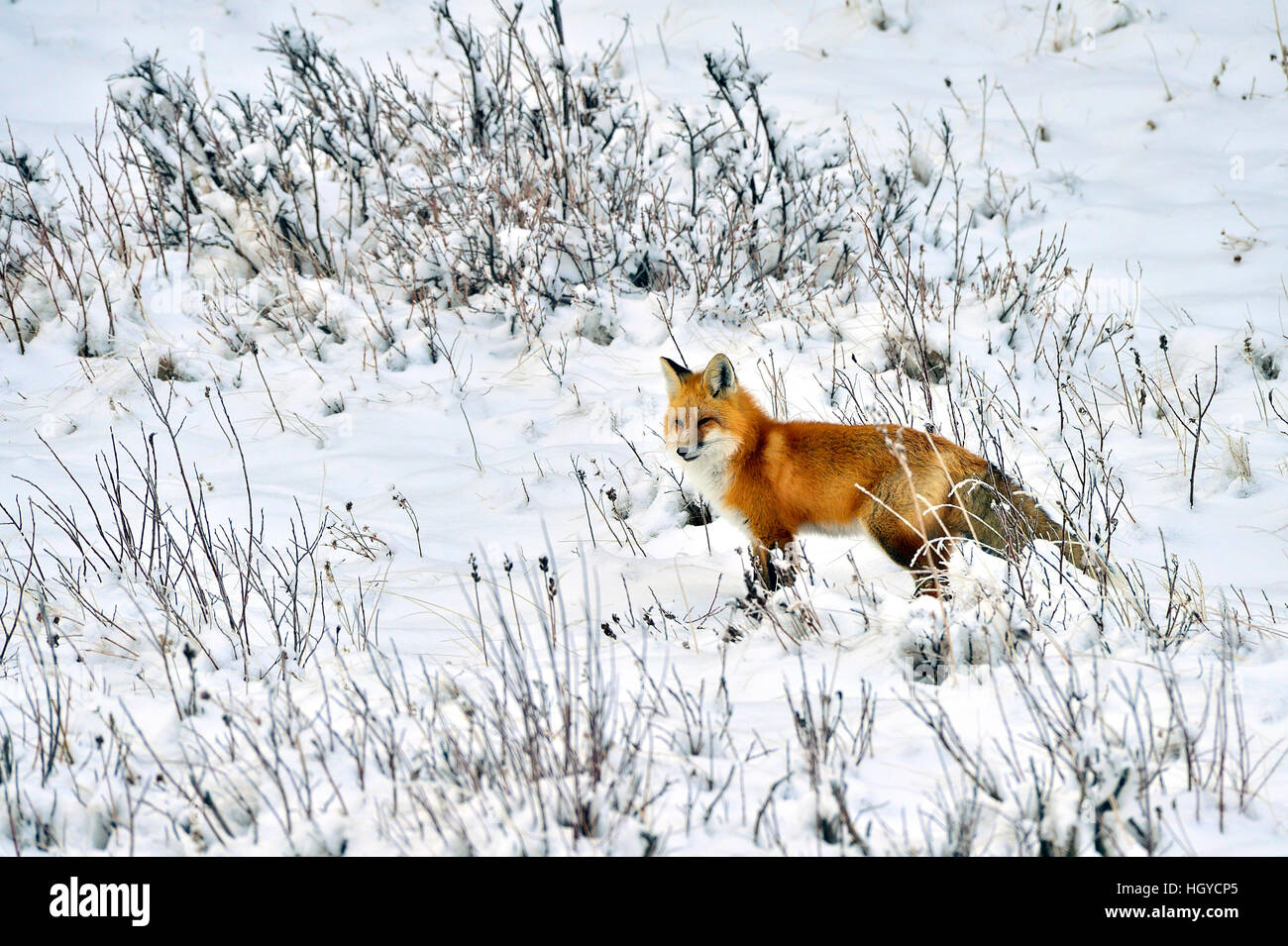 A red fox 'Vulpes vulpes';  out hunting in the winter snow in Alberta Canada Stock Photo