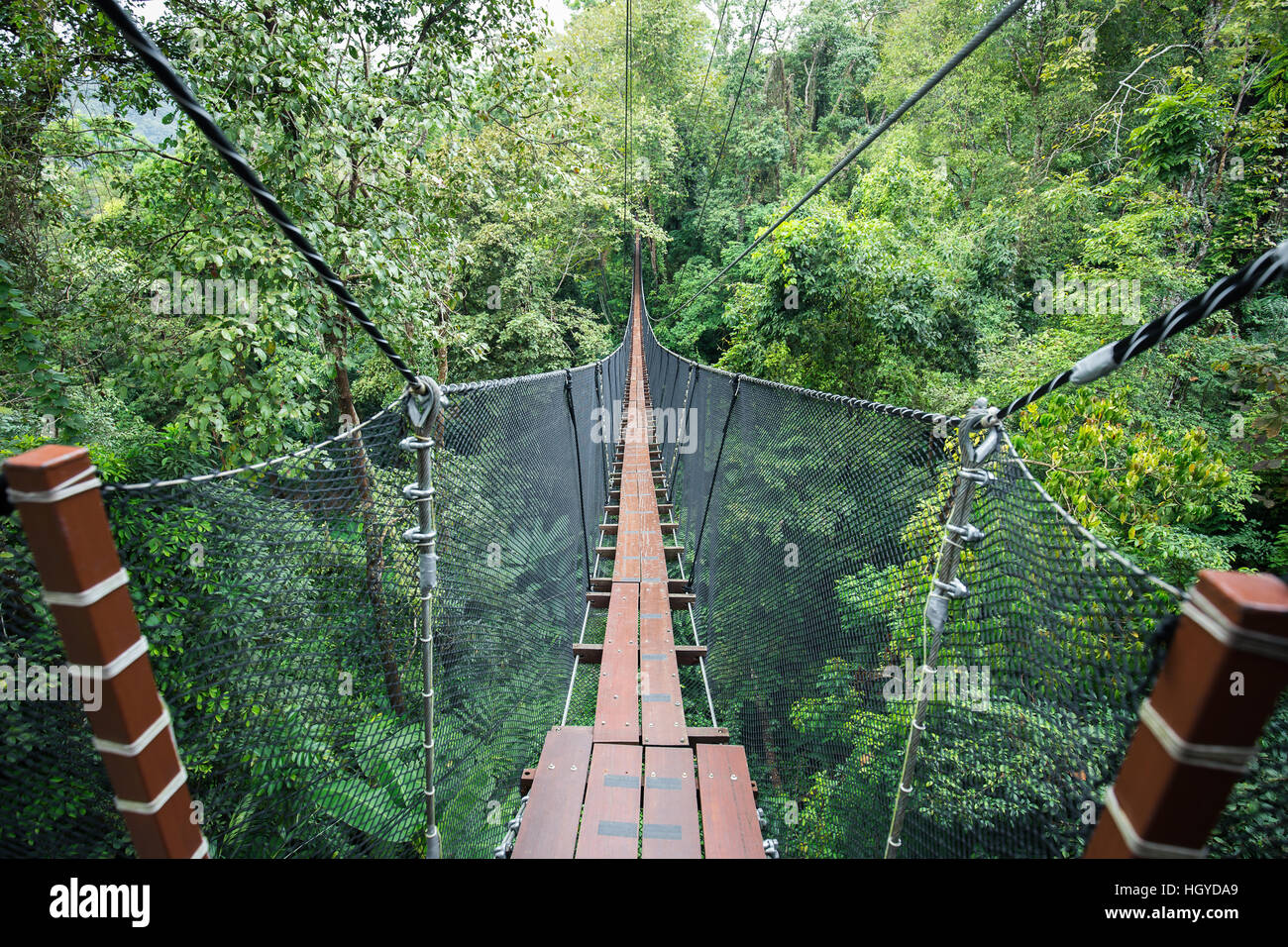 Wooden bridge and balcony connecting between big tree for sight seeing on top tree of tropical forest. Bridge's wall made by nylon net. Stock Photo