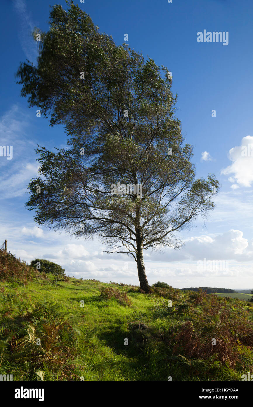 A solitary Silver Birch in early autumn on a breezy hilltop in the Charnwood Forest, Leicestershire, England Stock Photo