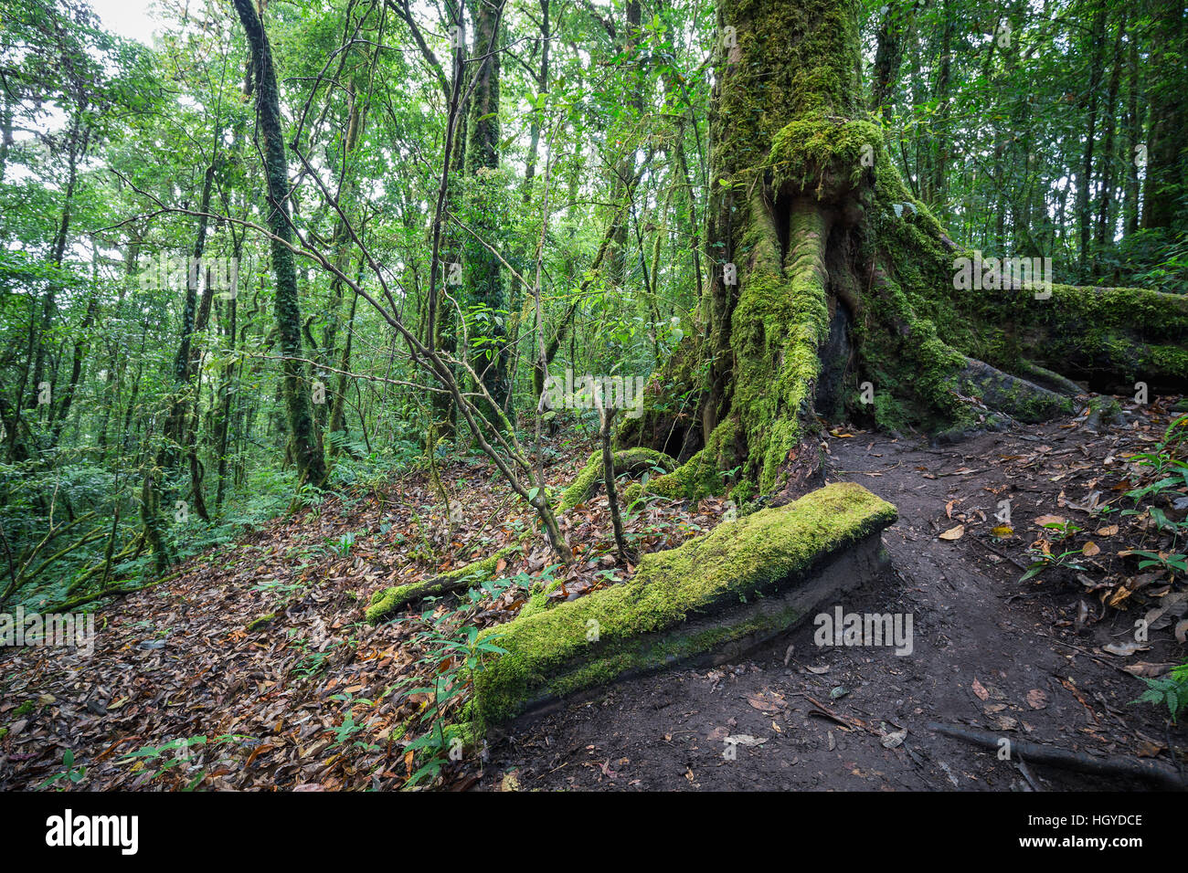 Big tree and green log inside tropical evergreen forest in of Stock