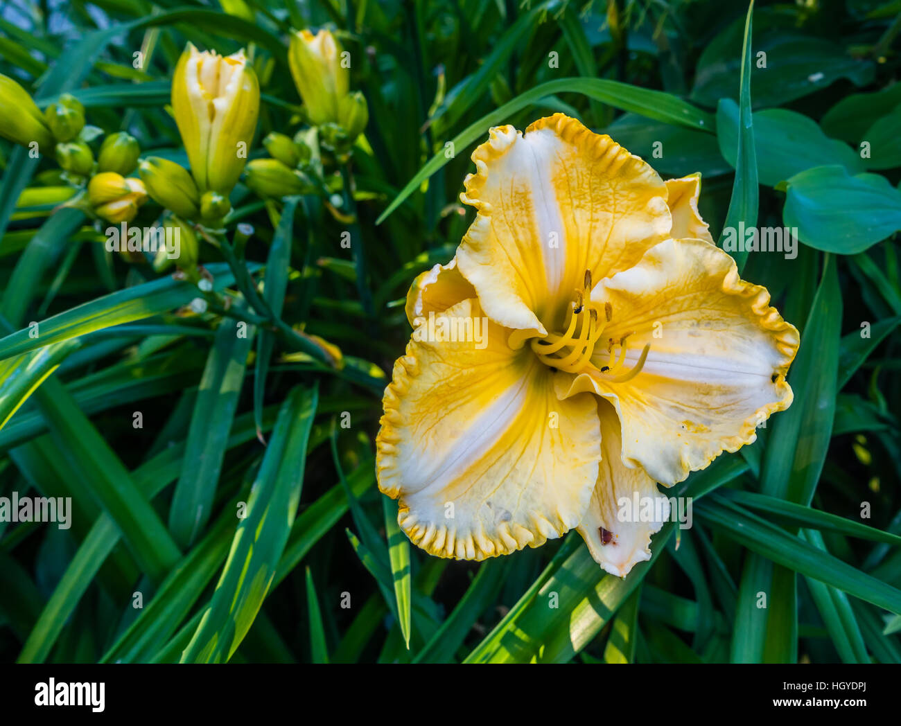 Macro shot of a vibrant yellow Lily. Stock Photo