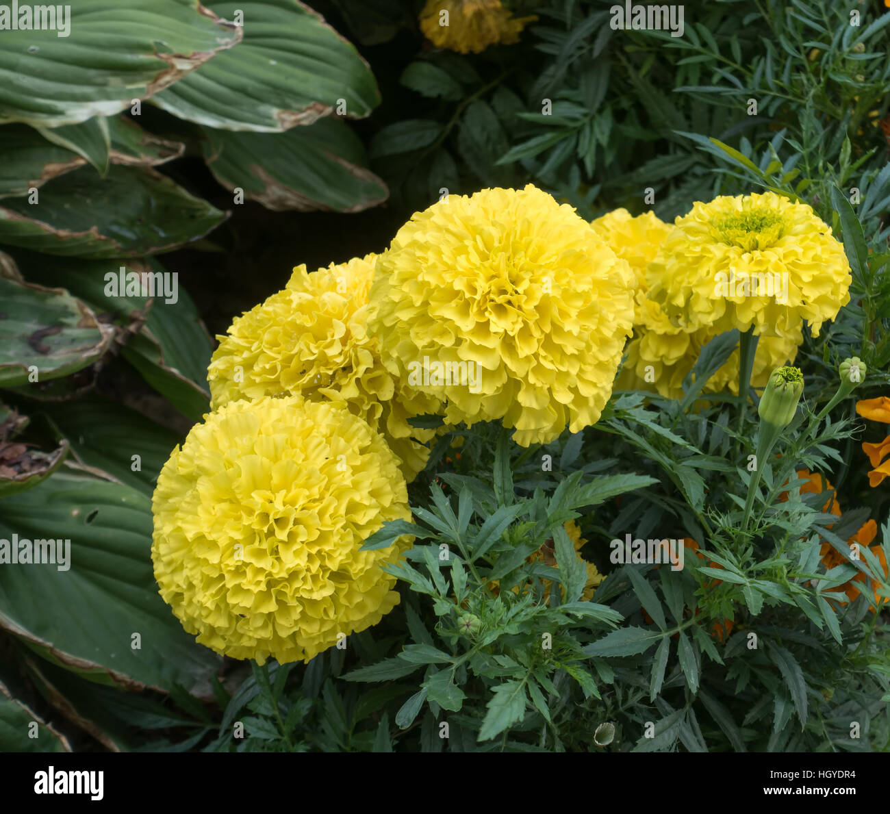Closeup of a cluster of  yellow Marigolds. Macro shot. Stock Photo