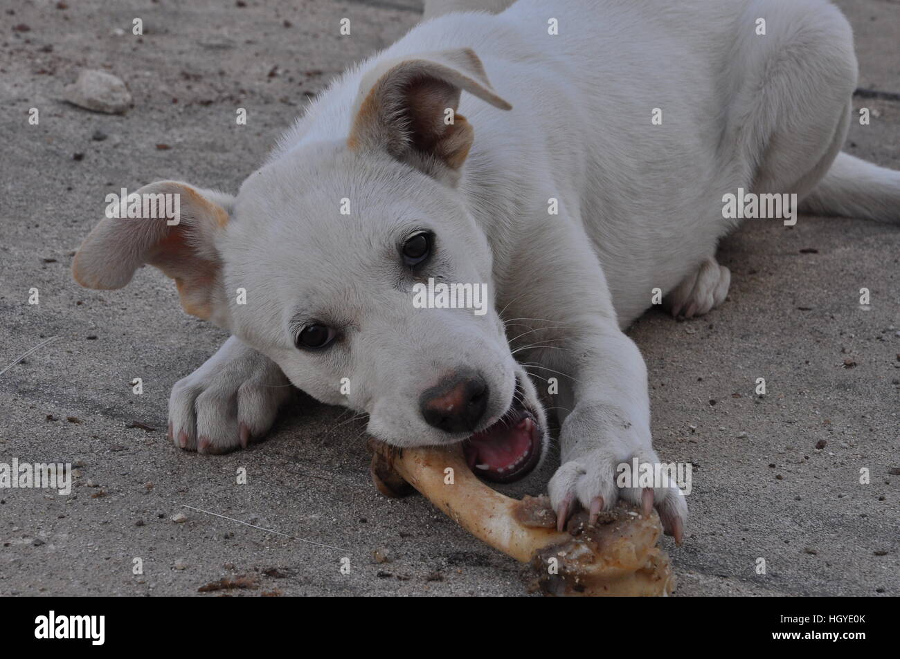 Dog chewing a bone Stock Photo Alamy