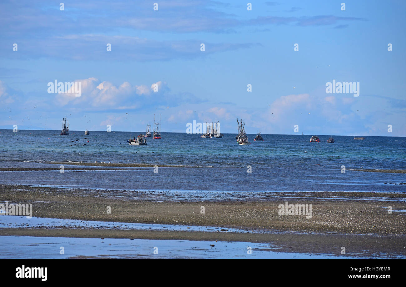 Fishing boats from French Creek harbour gather to make the most of