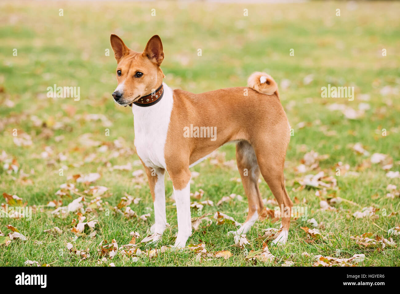 Basenji dog on grass outdoor. Basenji Kongo Terrier Dog. The Basenji is a breed of hunting dog Stock Photo