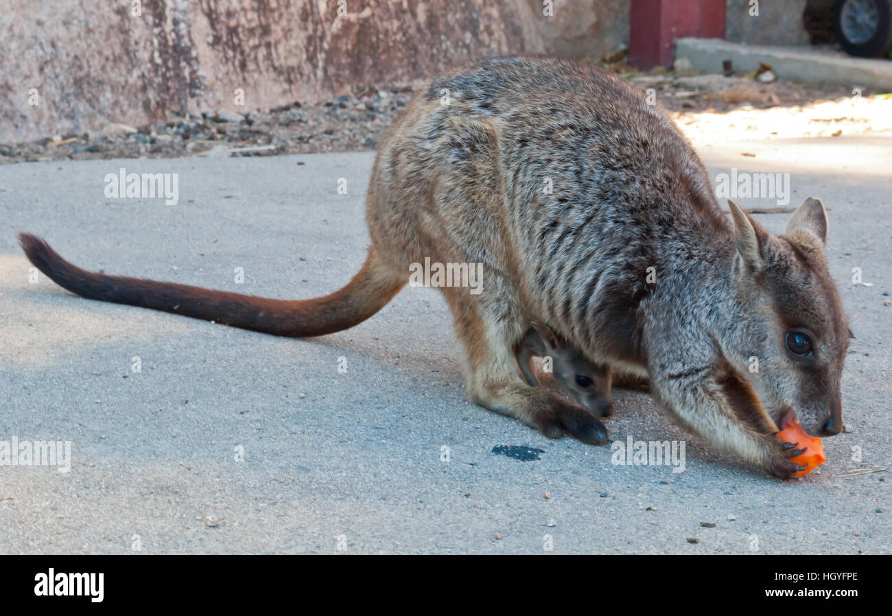 Pregnant rock wallaby, Magnetic Island, Australia Stock Photo