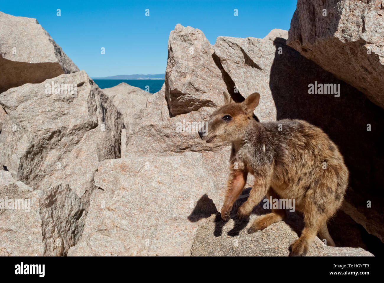 Rock wallaby, Magnetic Island, Australia Stock Photo