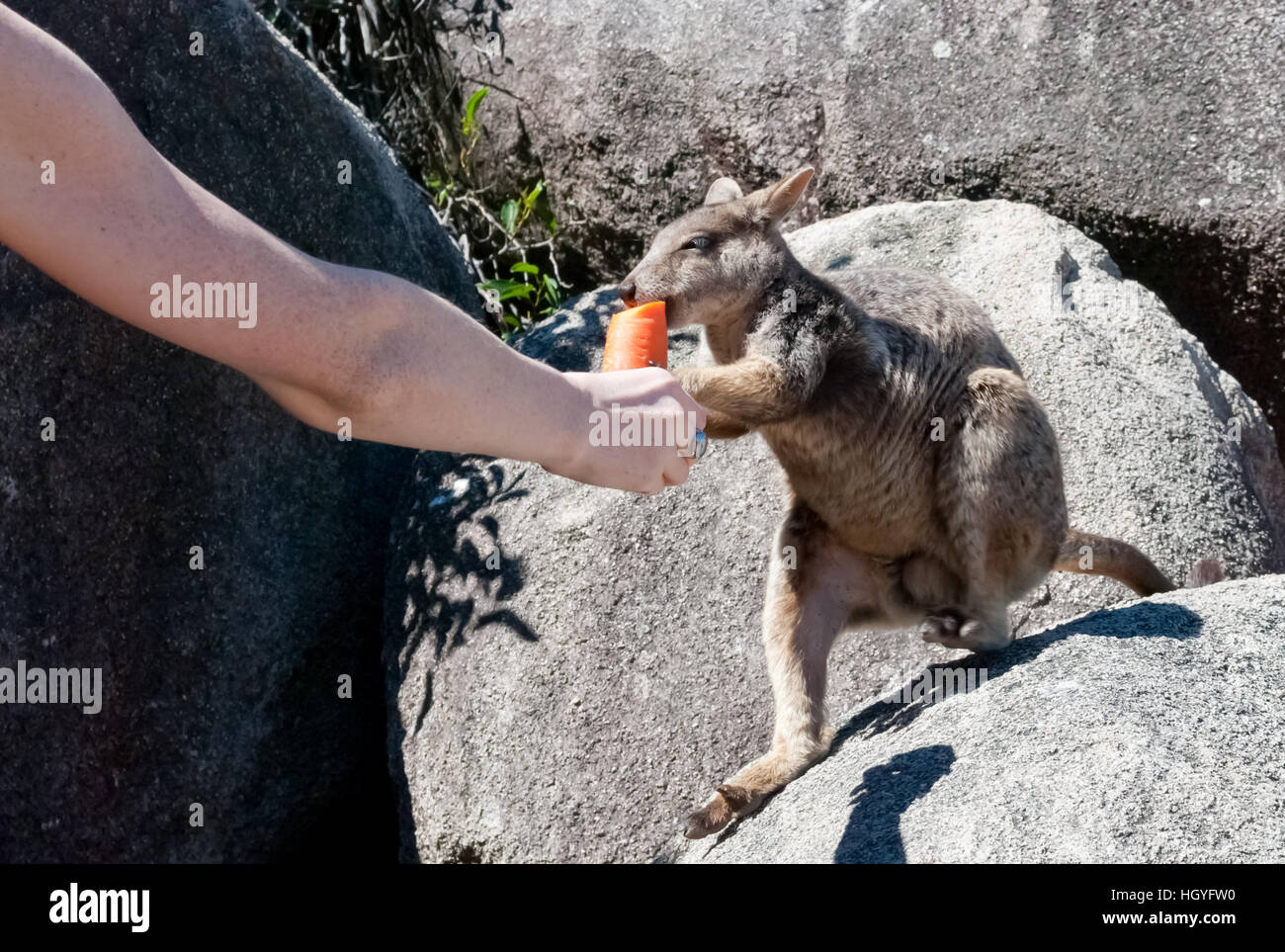Rock wallaby, Magnetic Island, Australia Stock Photo