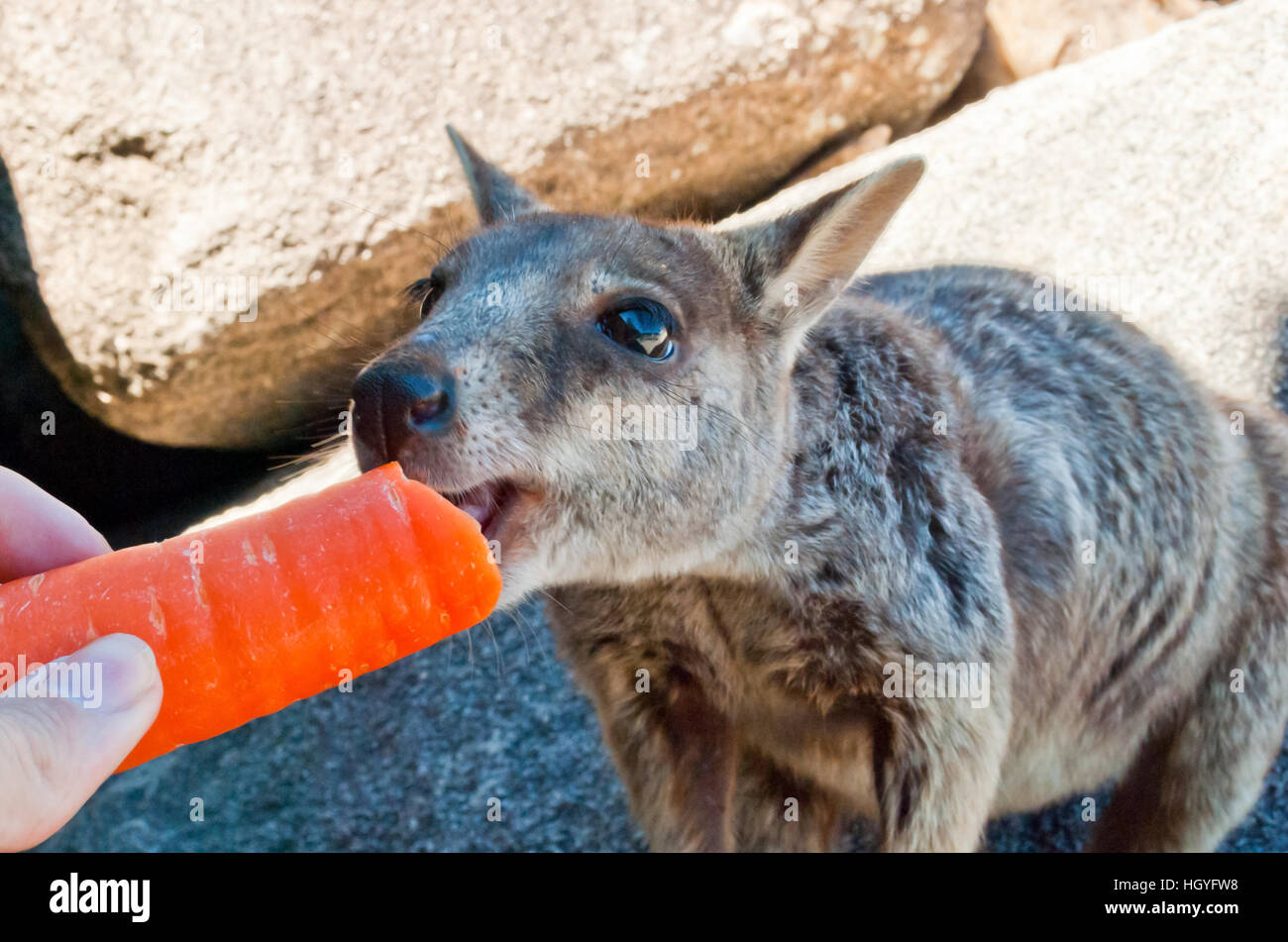 Rock wallaby eating a carrot, Magnetic Island, Australia Stock Photo