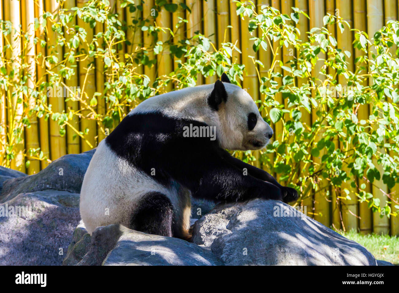A Giant Panda at the Zoo Stock Photo
