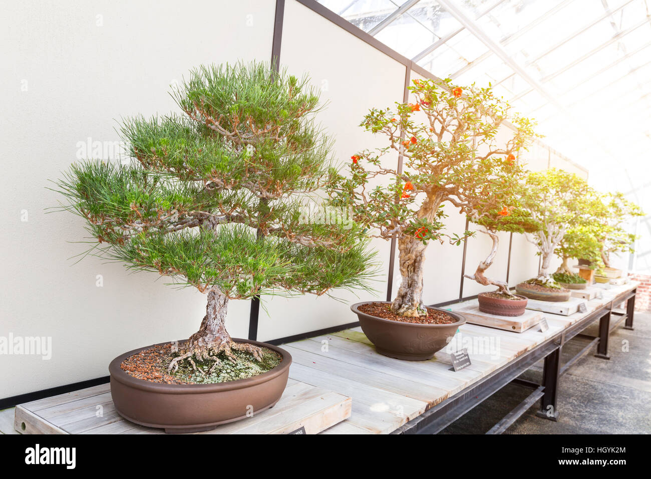 Natural bonsai set on counter Stock Photo