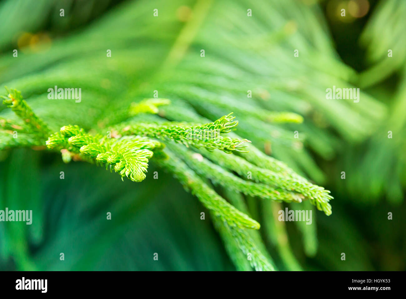 National tropical botanical garden hi-res stock photography and images ...