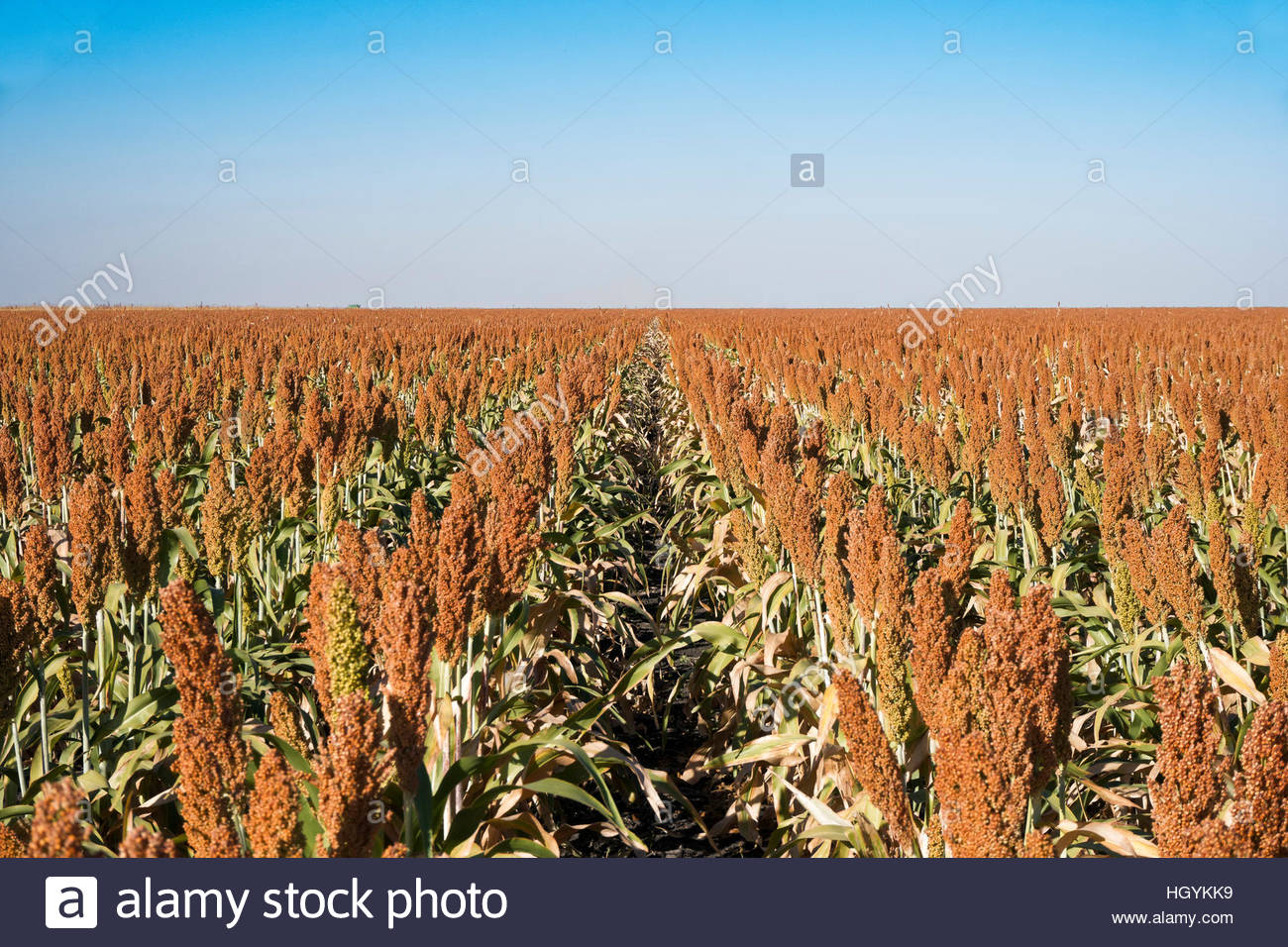 Millet Field Stock Photos & Millet Field Stock Images Alamy