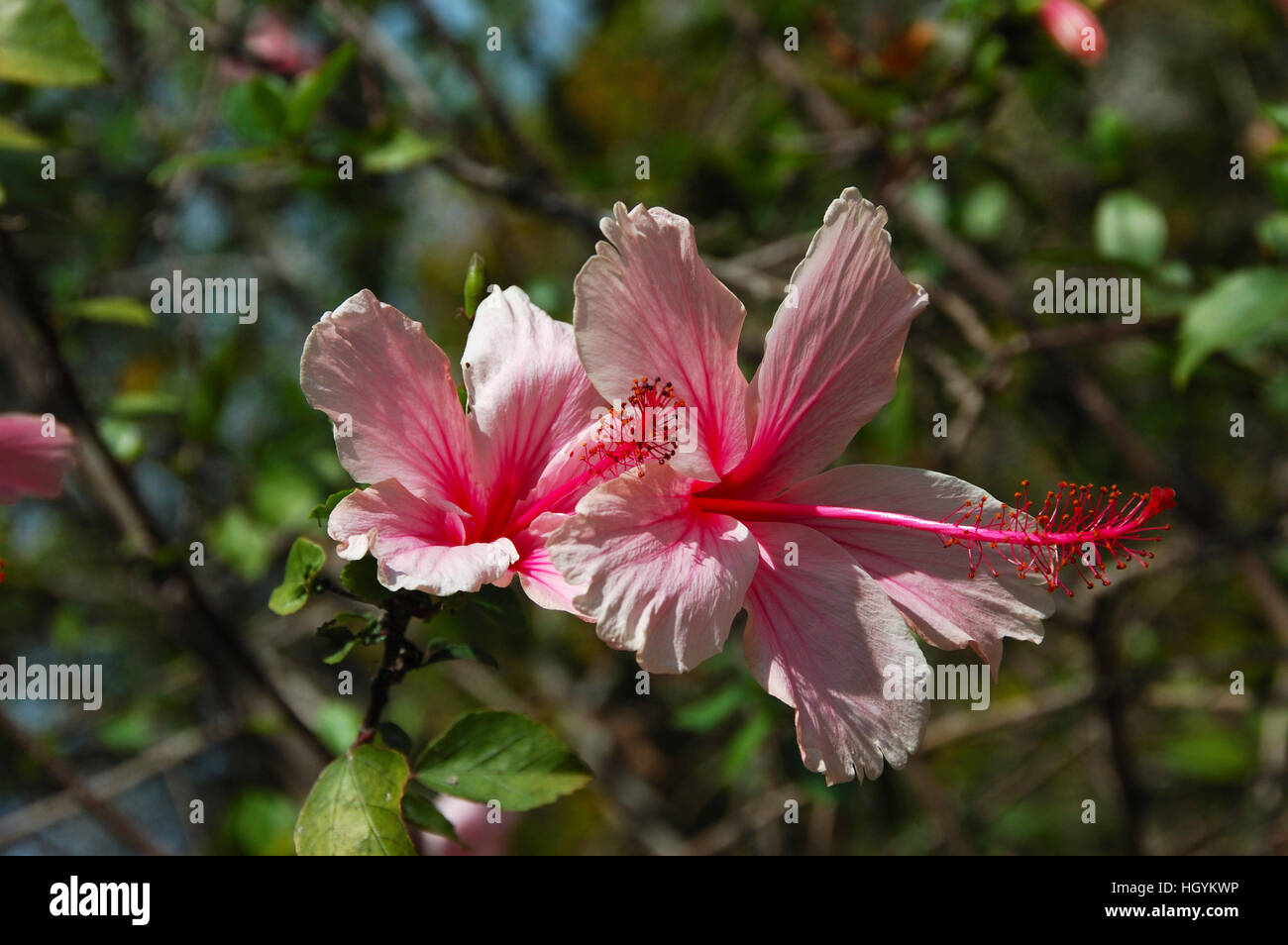 Swamp-rose mallows (Hibiscus moscheutos), Darwin, Norhtern Territory, Australia Stock Photo