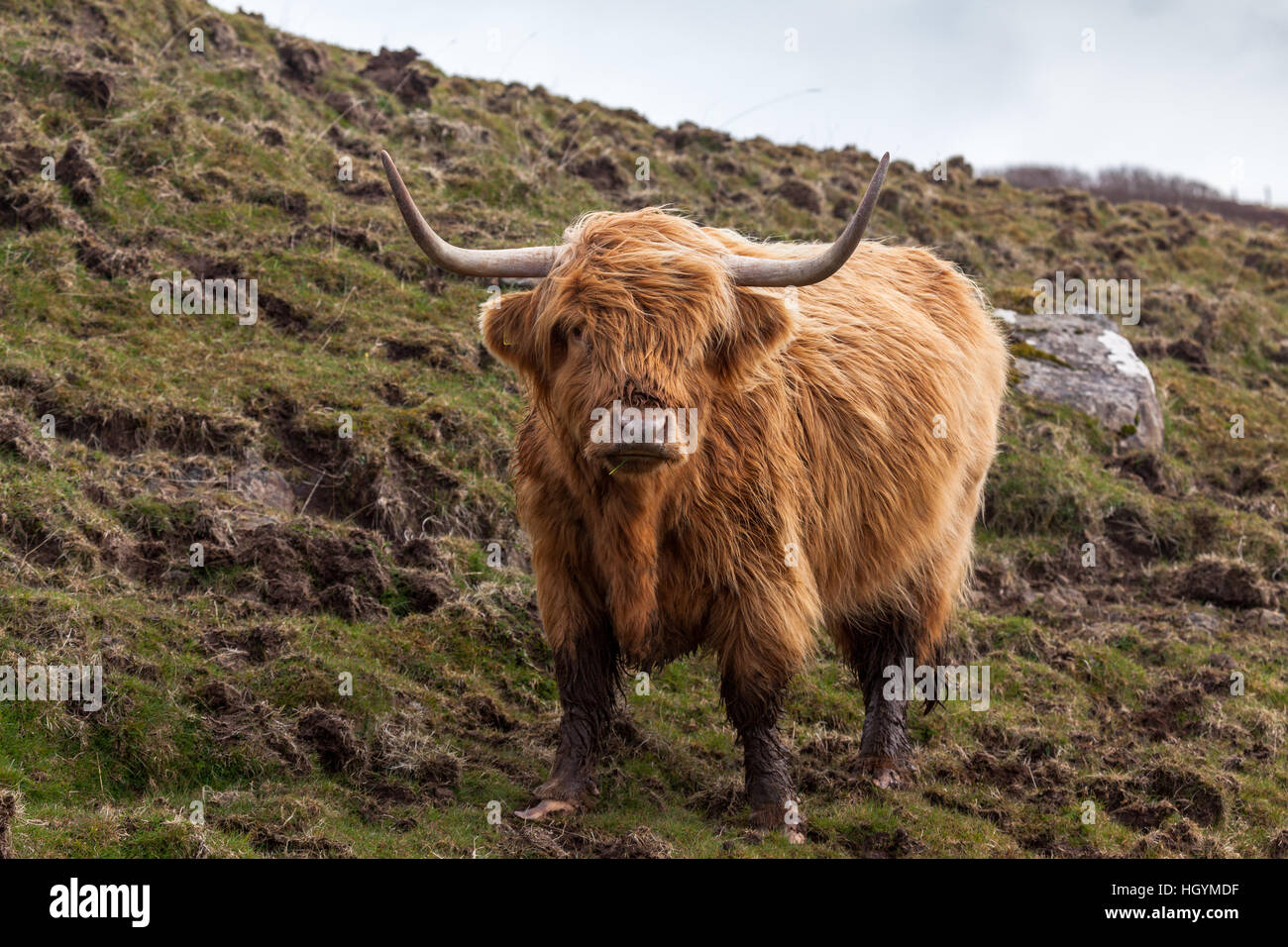 A Highland Cow on Skye, Scotland Stock Photo - Alamy