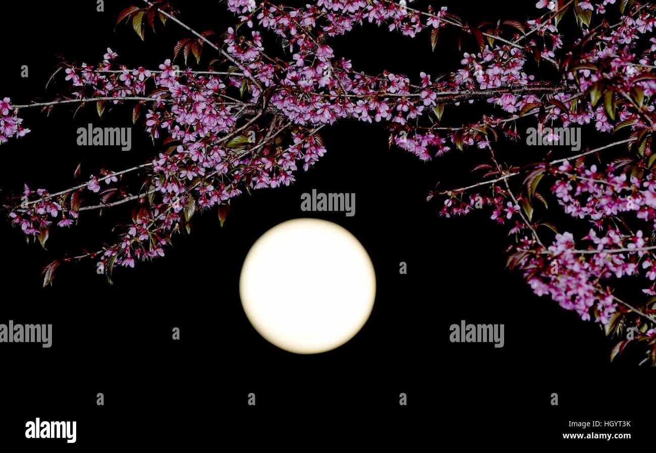 Kunming, China. 12th Jan, 2017. The full moon and cherry blossoms in Kunming, China. Credit: Xinhua/Alamy Live News Stock Photo