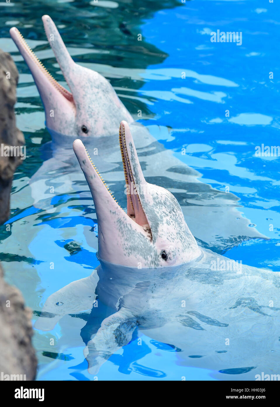 Zhuhai, China's Guangdong Province. 15th Jan, 2017. Chinese white dolphins wait for food at the Chimelong Ocean Kingdom in Zhuhai, south China's Guangdong Province, Jan. 15, 2017. The Chinese white dolphin, nicknamed 'giant panda in the sea', lives mainly in sea areas in southeast China and is guarded under first-class state protection. Credit: Liu Dawei/Xinhua/Alamy Live News Stock Photo