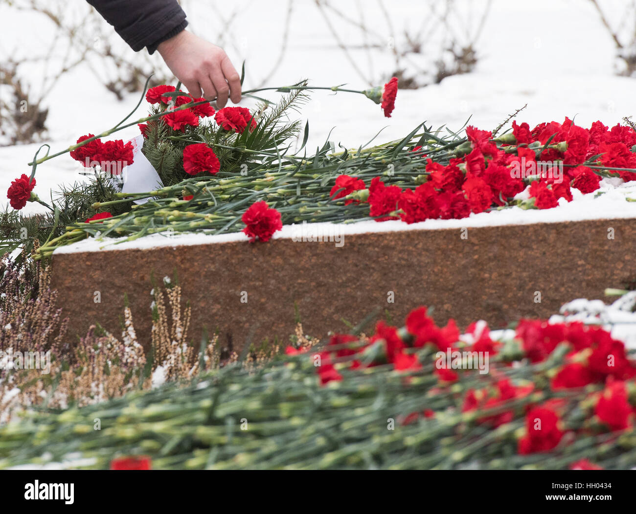 Berlin, Germany. 15th Jan, 2017. Dianthuses were layed down during a commemoration for the communist leaders Rosa Luxemburg and Karl Liebknecht, which were killed in 1919, at the memorial site of the socialists at the central cemetery of Friedrichsfelde in Berlin, Germany, 15 January 2017. Photo: Soeren Stache/dpa/17�Թ����� Live News Stock Photo