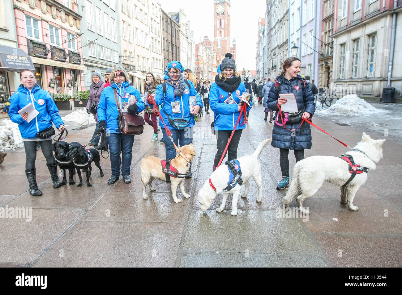 Gdansk, Poland. 15th January 2017. Volunteers with dogs collecting money are seen during 25th Grand Finale of Great Orchestra of Christmas Charity (WOSP) on January 15th, 2017 in Gdansk. Over 120 thousands of volunteers across the Poland collect money on the streets in special cans labelled with a red heart. This year finale is once again devoted to paediatrics and geriatrics. Credit: Michal Fludra/Alamy Live News Stock Photo