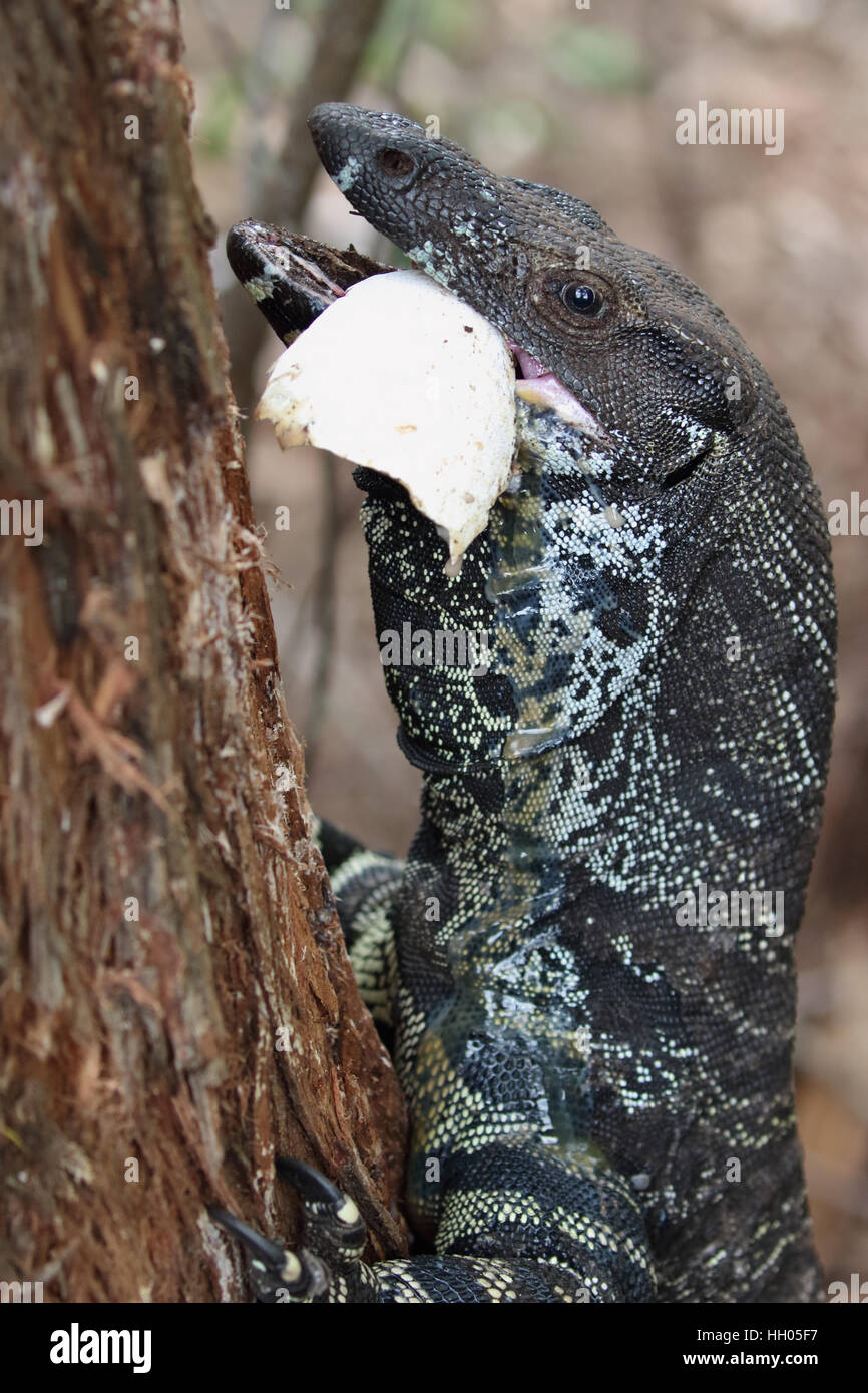 Australian lace monitor eating a brush turkey egg Stock Photo Alamy