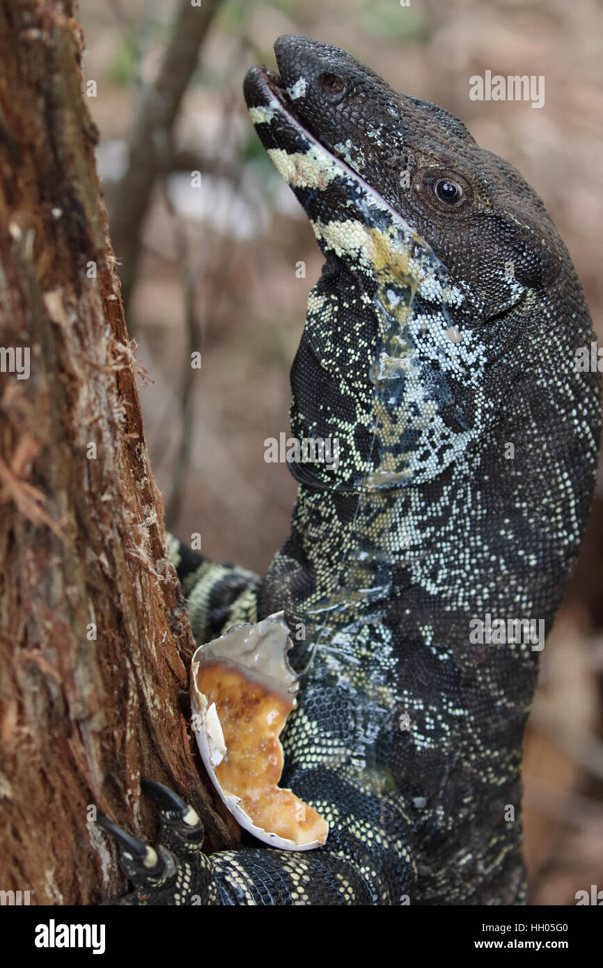 Reptile egg hires stock photography and images Alamy