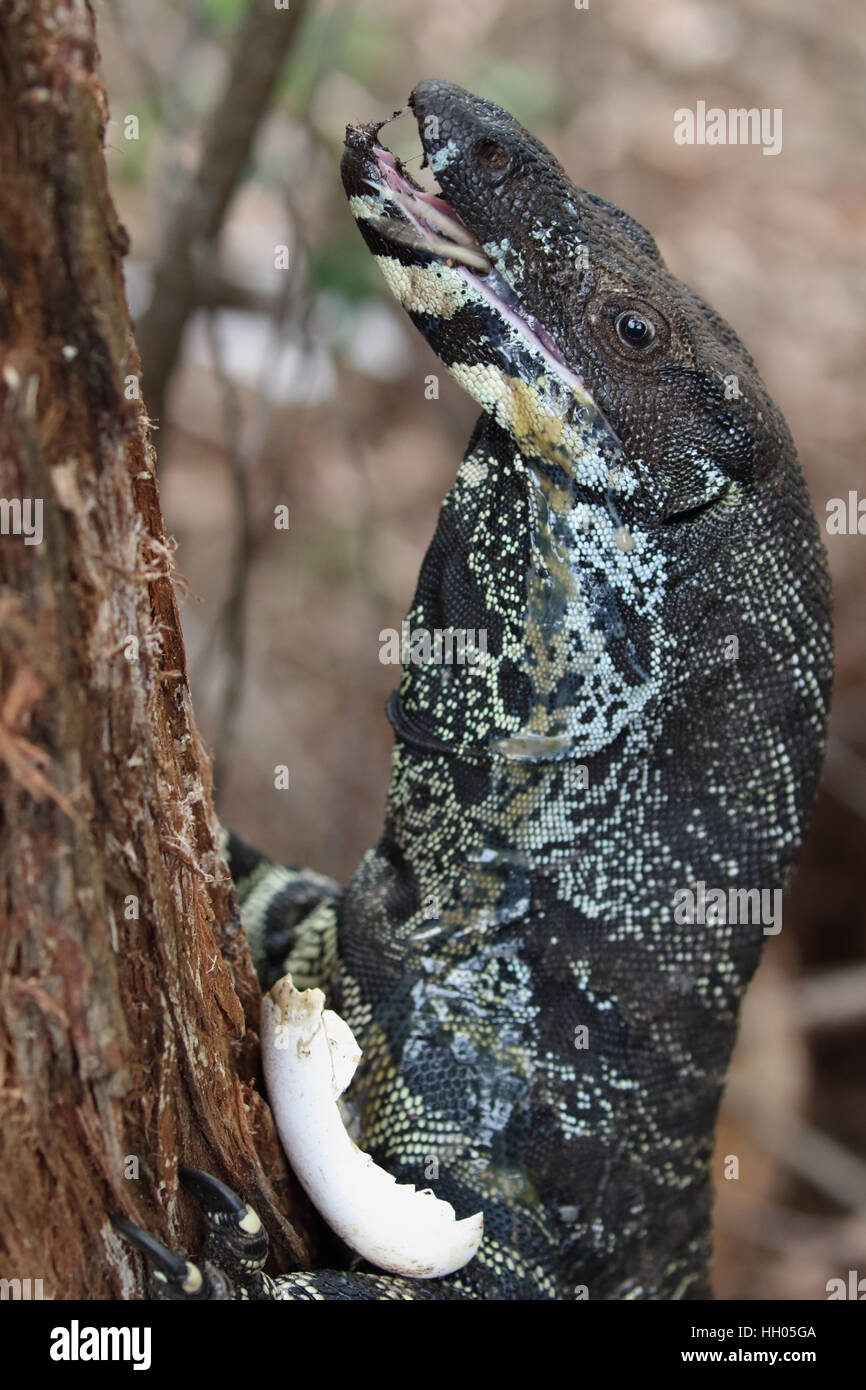 Australian lace monitor eating a brush turkey egg Stock Photo Alamy
