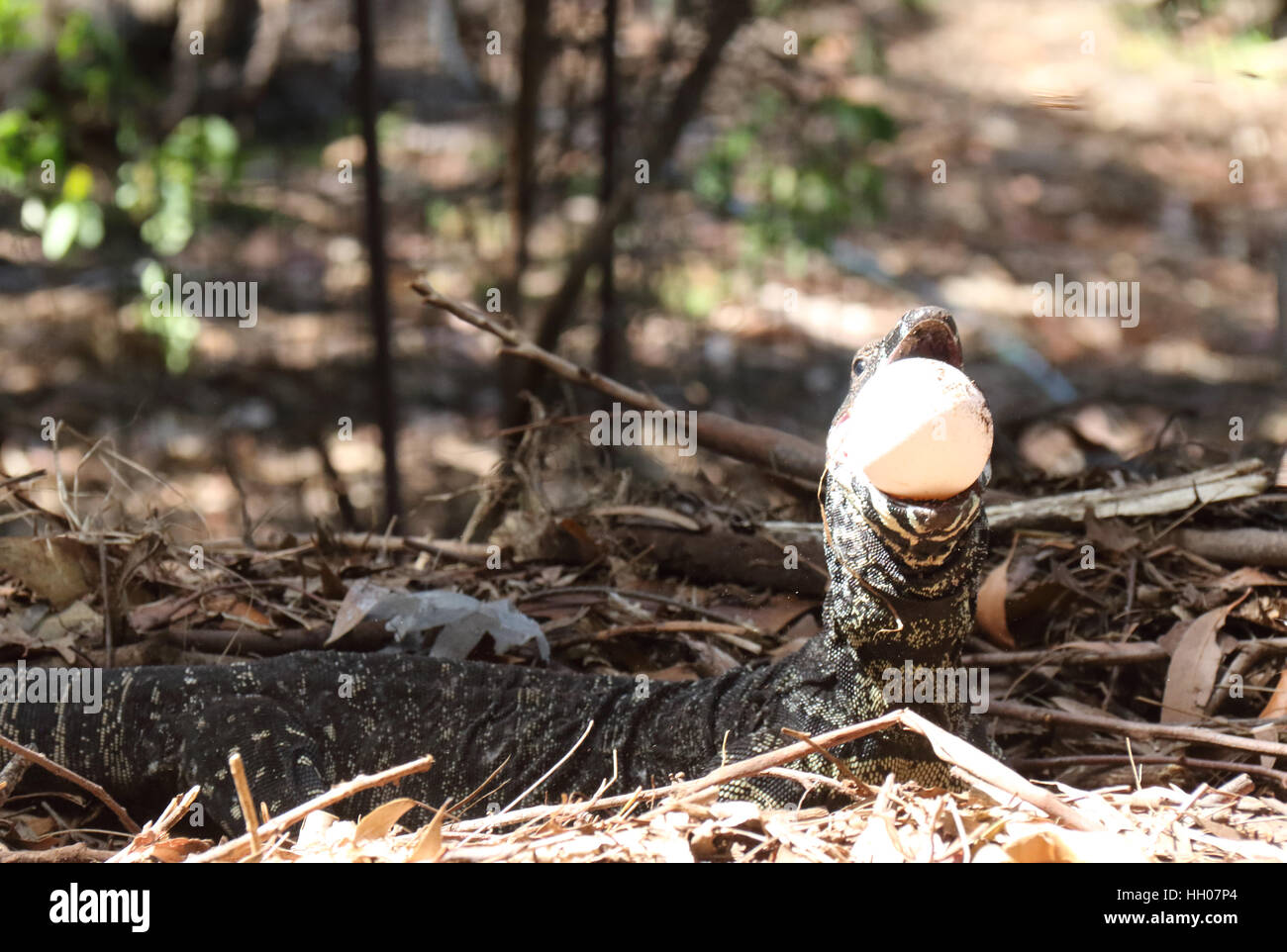Australian lace monitor stealing eggs from a brush turkey mound Stock