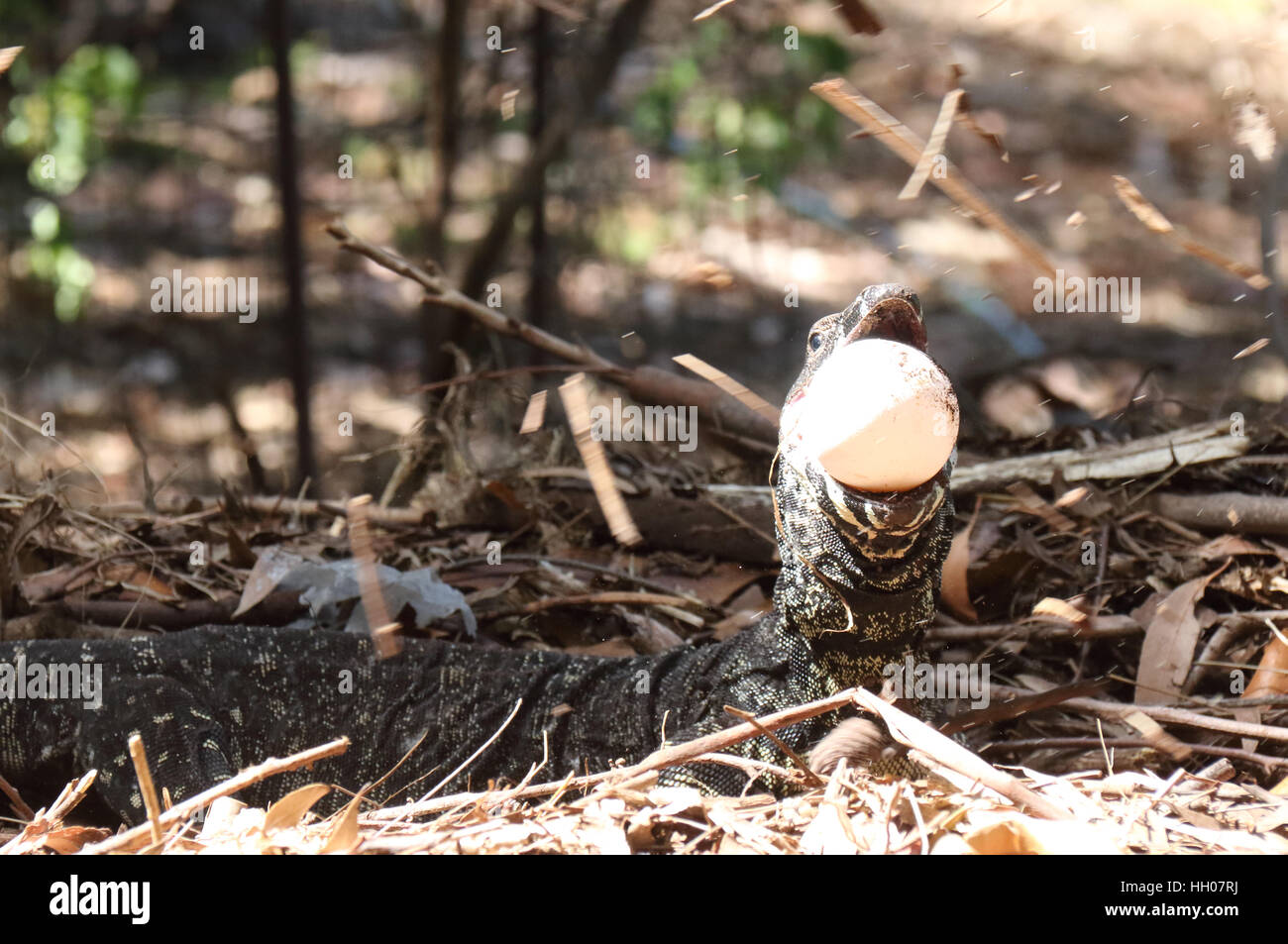 Australian lace monitor stealing eggs from a brush turkey mound Stock