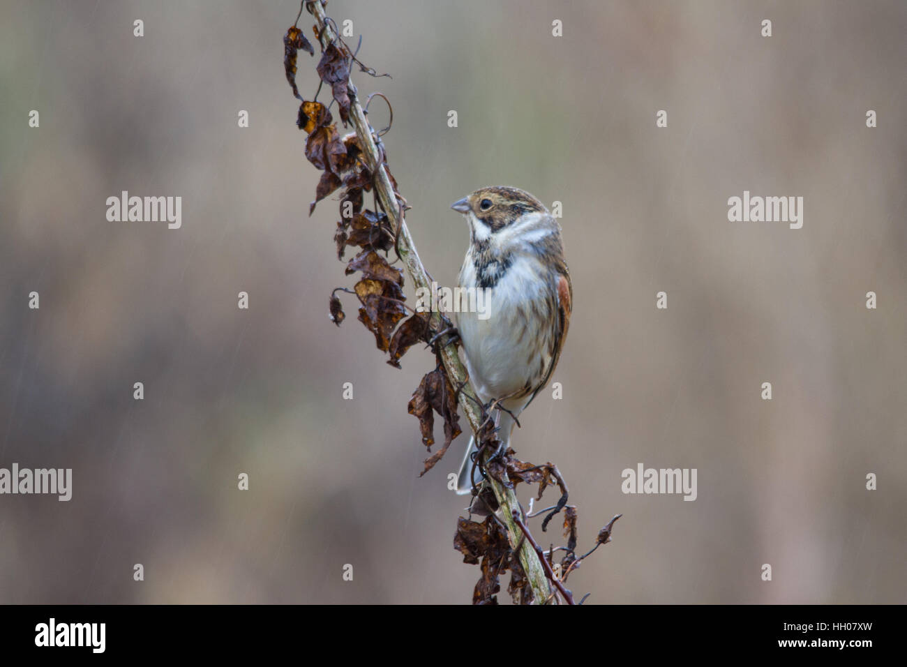 Male common reed bunting (Emberiza schoeniclus) Stock Photo