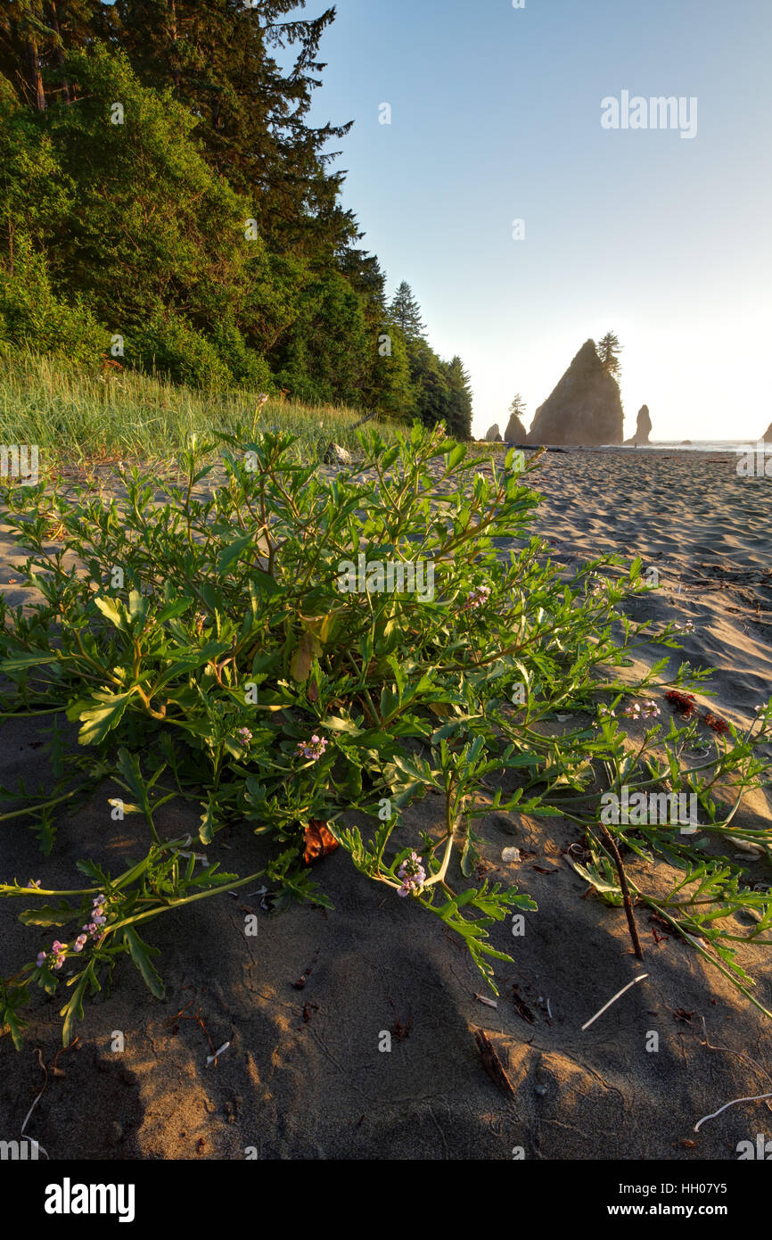 American Searocket growing at sandy edge of beach, Shi Shi Beach, Olympic National Park, Washington Coast, USA Stock Photo