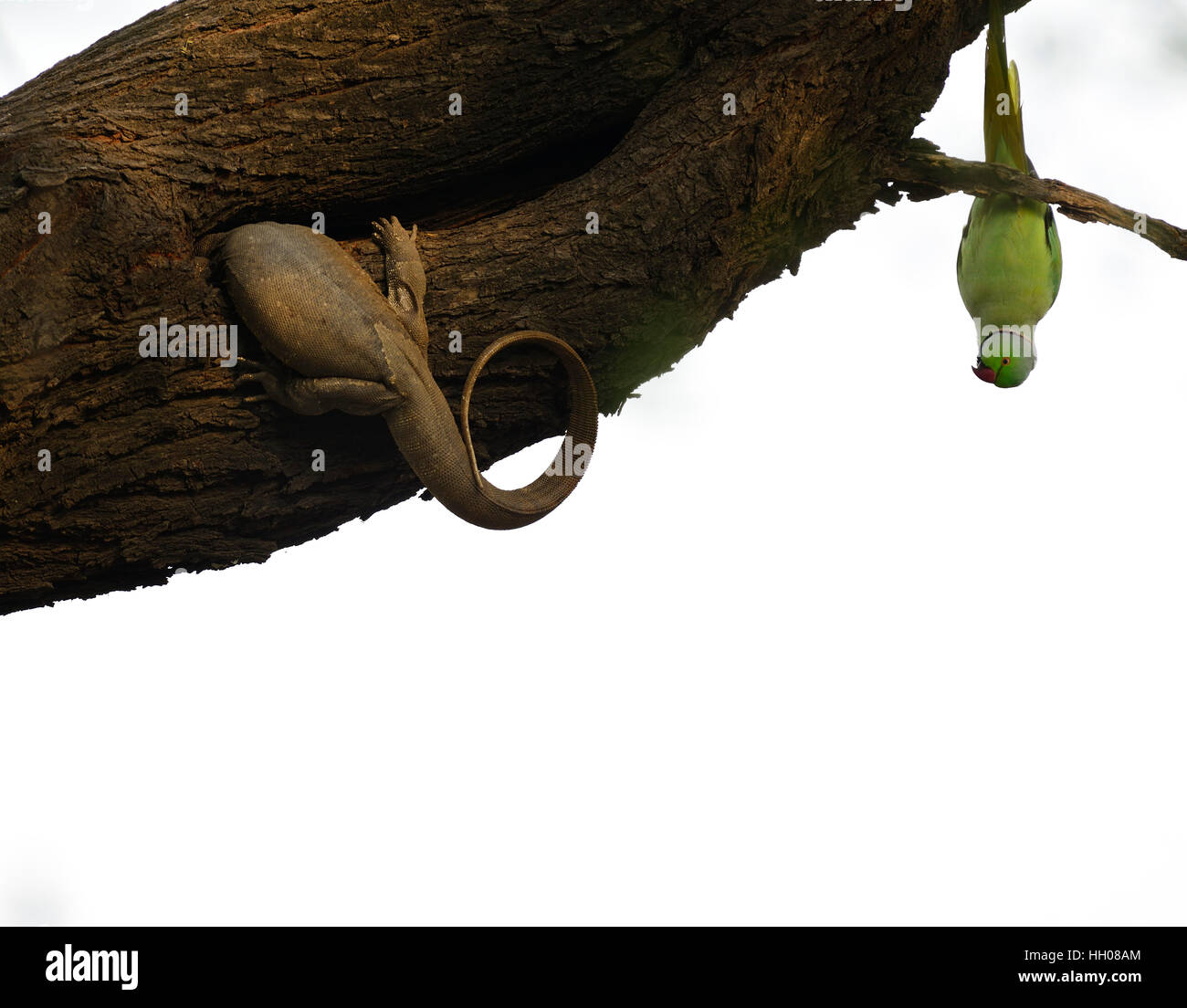 Parakeets and Monitor Lizard Attack Stock Photo Alamy