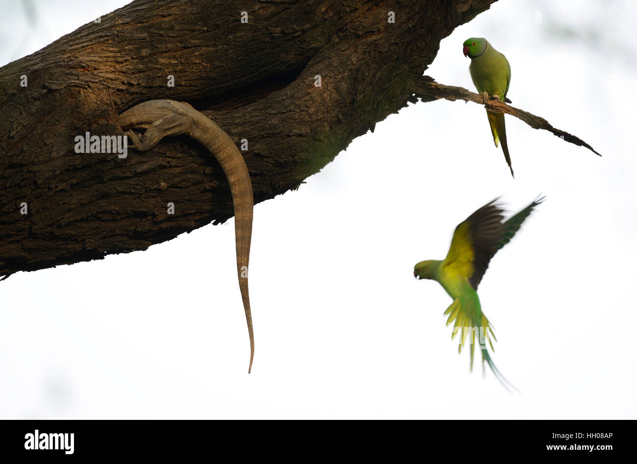 Parakeets and Monitor Lizard Attack Stock Photo Alamy