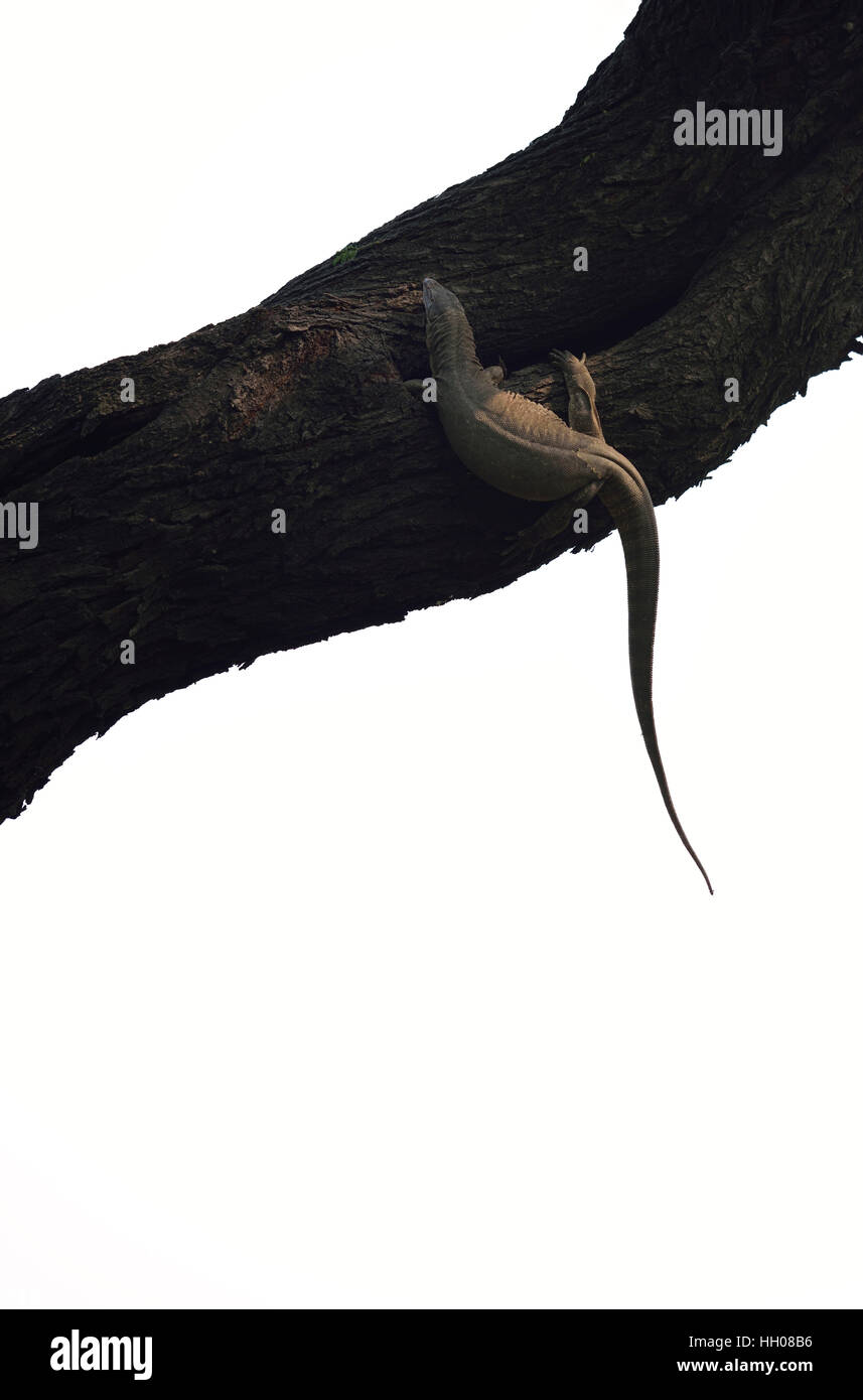 Bengal Monitor Lizard Stock Photo Alamy
