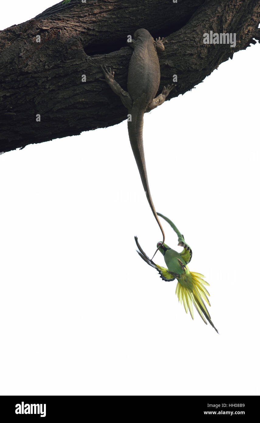 Parakeets and Monitor Lizard Attack Stock Photo Alamy