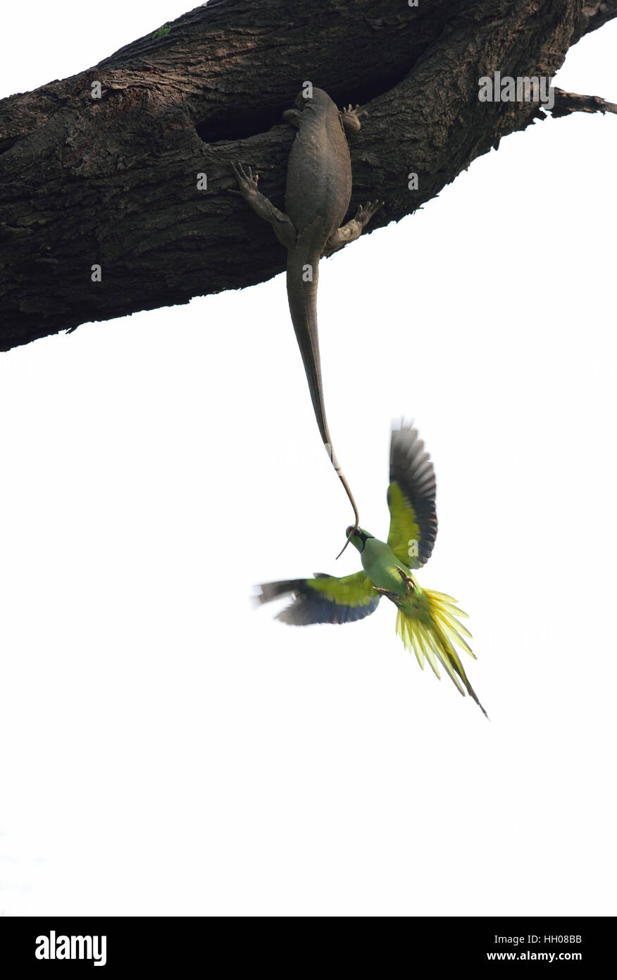 Parakeets and Monitor Lizard Attack Stock Photo Alamy