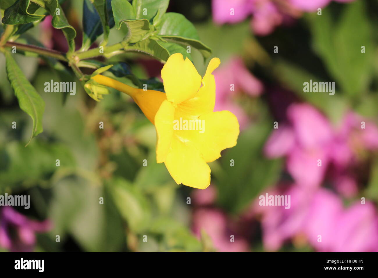 A single yellow flower Stock Photo - Alamy