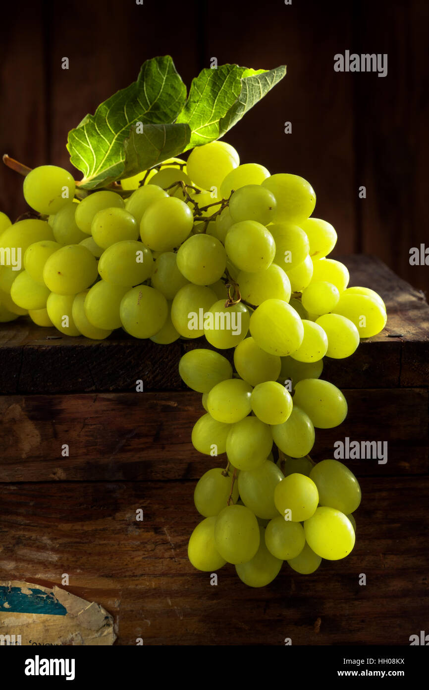 grape Stock Photo