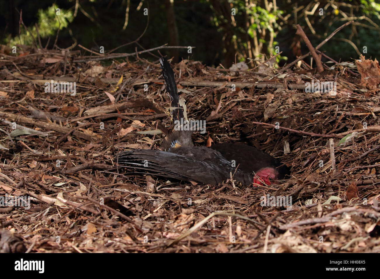 Australian Brush or bush turkey male on mound covering hole as female approaches Stock Photo Alamy