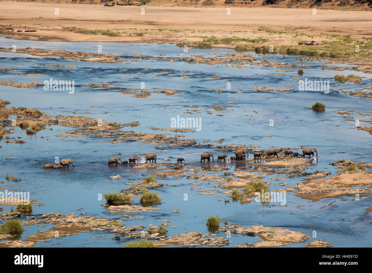 A herd of elephants crossing the Olifants River in the Kruger National Park, Mpumalanga, South Africa. Stock Photo
