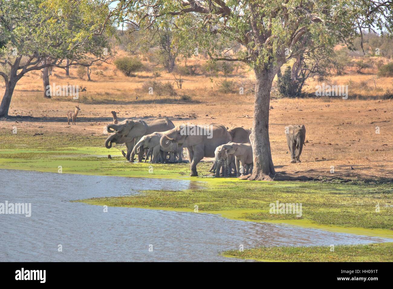 A waterbuck looking on at a herd of elephants drinking water peacefully in the Kruger National Park, Mpumalanga, South Africa. Stock Photo
