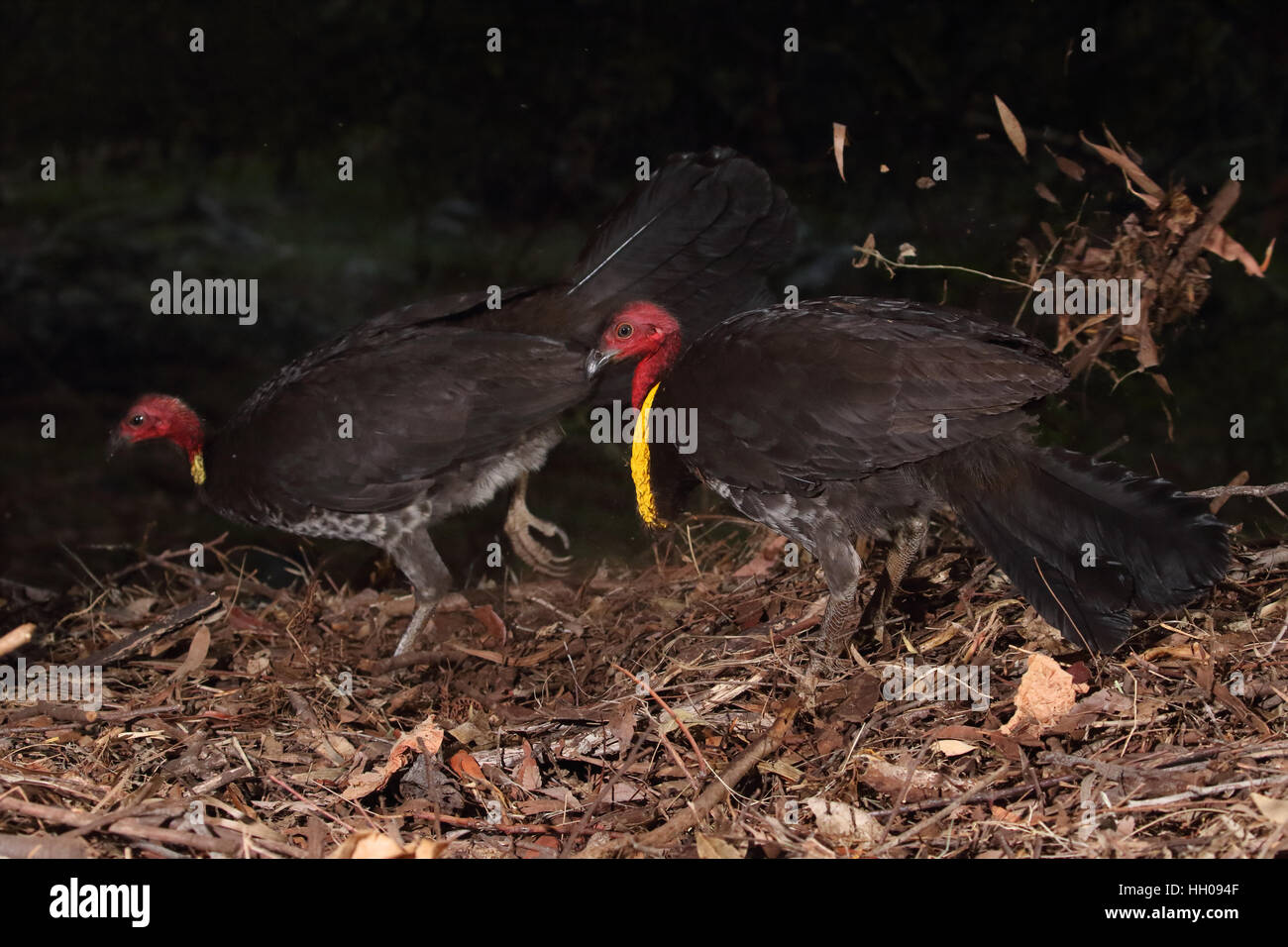 Australian Brush or bush turkey female scraping with male looking on Stock Photo