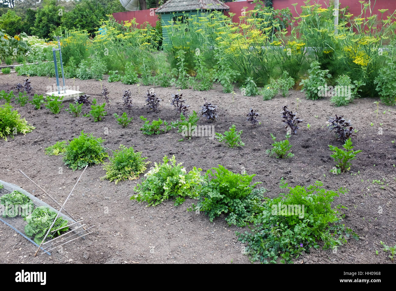 An allotment growing vegetables. Stock Photo