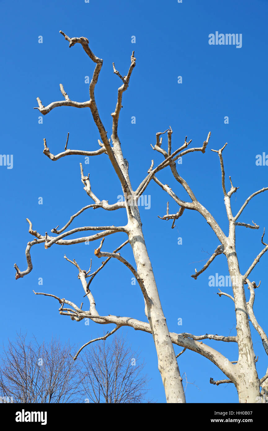 branches of trees with blue sky Stock Photo - Alamy