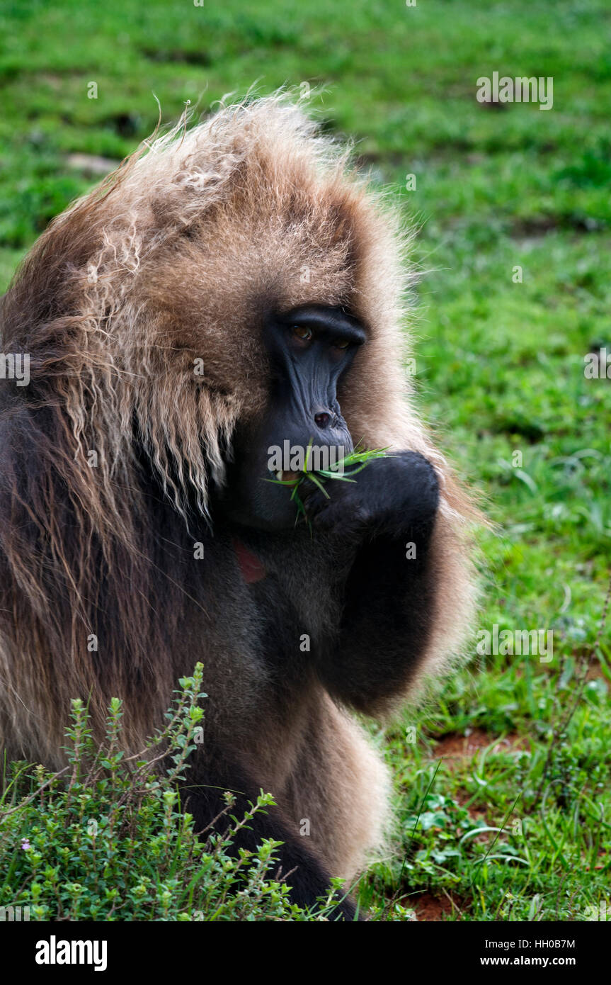Gelada baboon (Theropithecus Gelada), Simien Mountains National Park, Amhara region, North Ethiopia. The cold (Theropithecus gelada) is a species of p Stock Photo