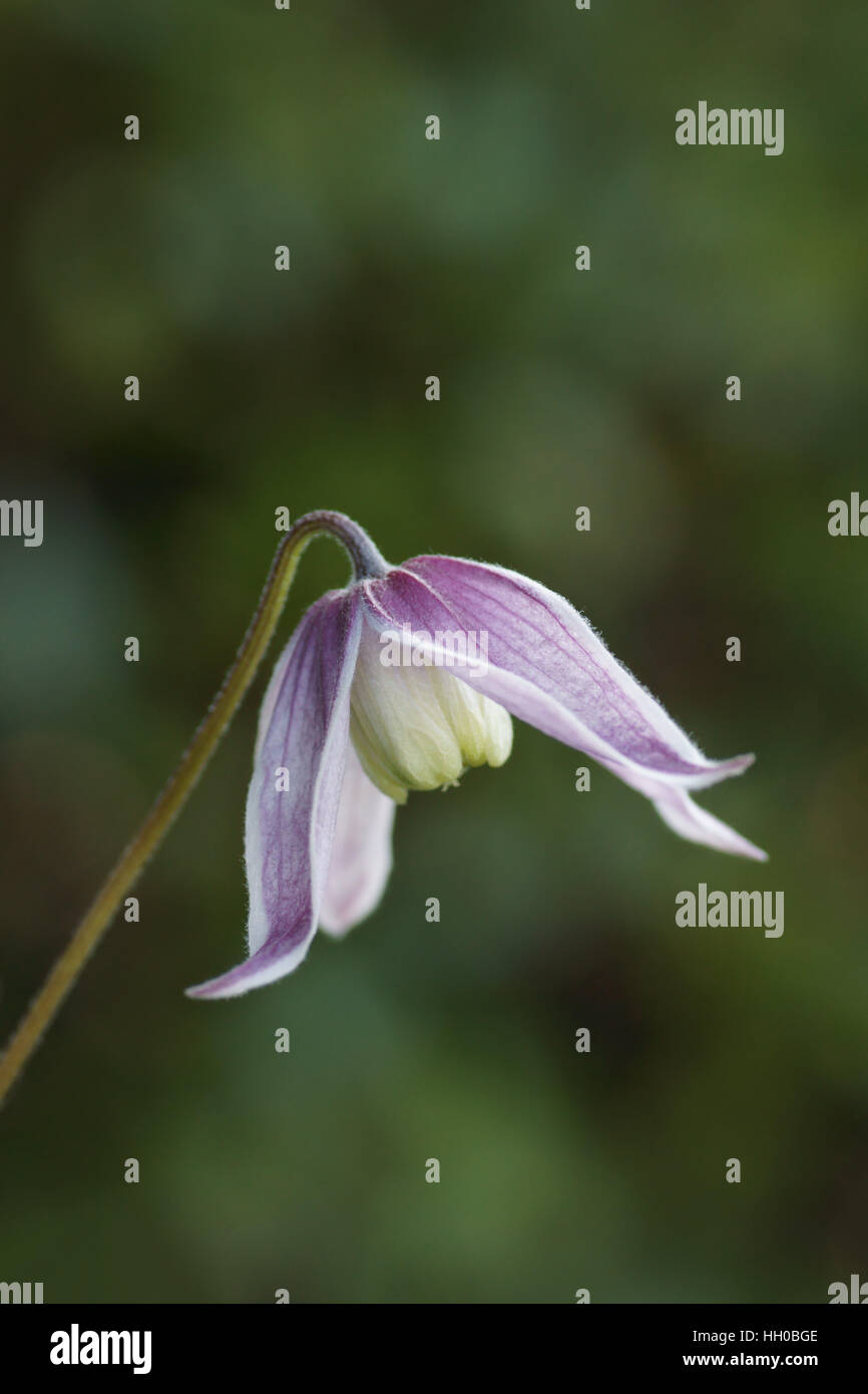 Clematis alpina cultivar Stock Photo